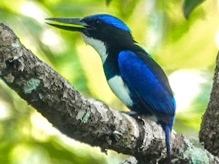 Blue-Black Kingfisher - Todiramphus Nigrocyaneus - Birds Of The World