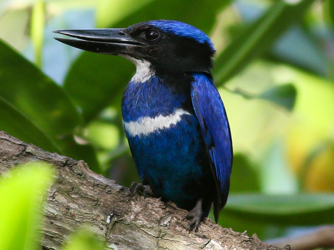 Blue-black Kingfisher - Wilbur Goh
