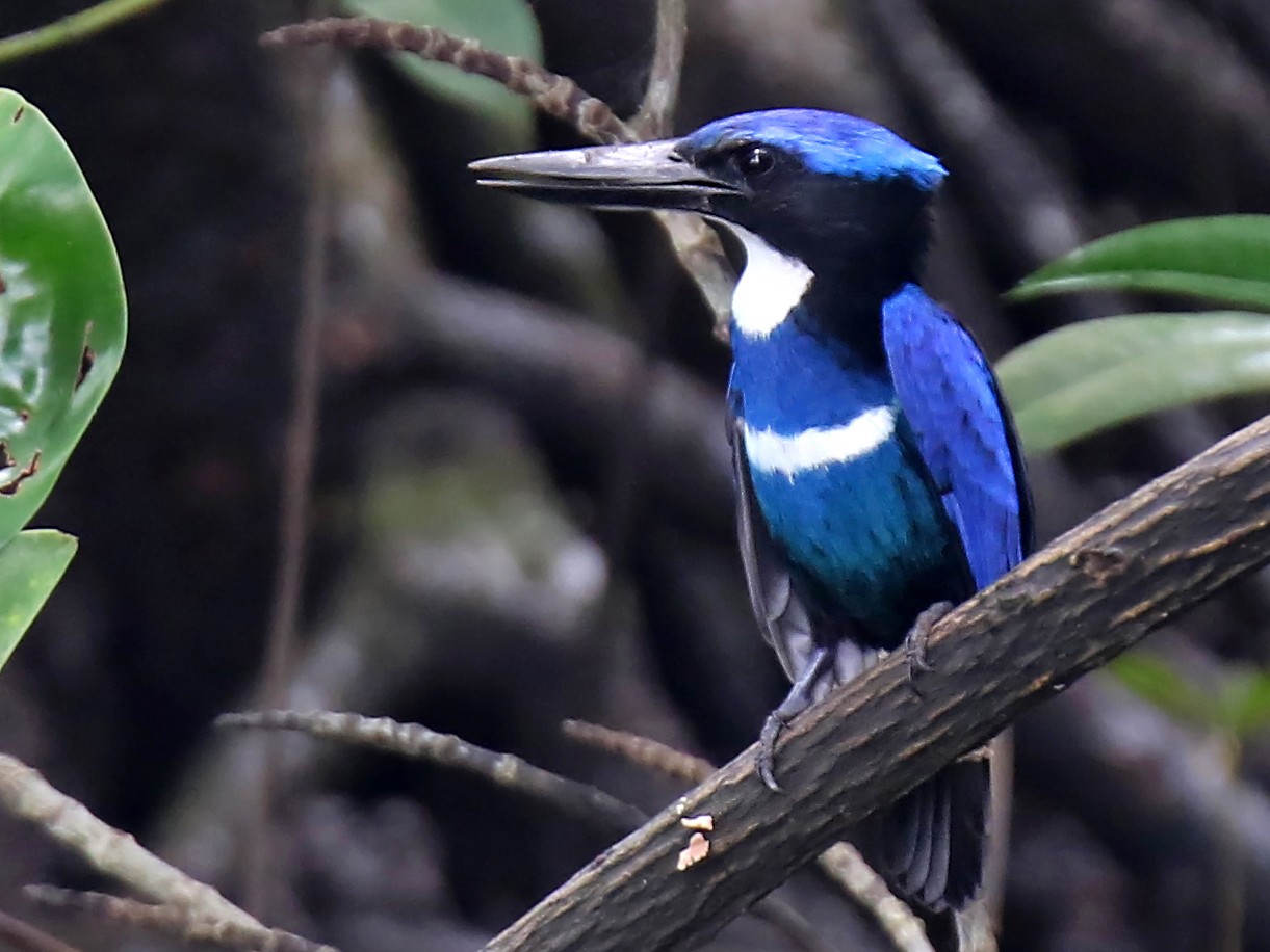 Blue-black Kingfisher - Daniel López-Velasco | Ornis Birding Expeditions