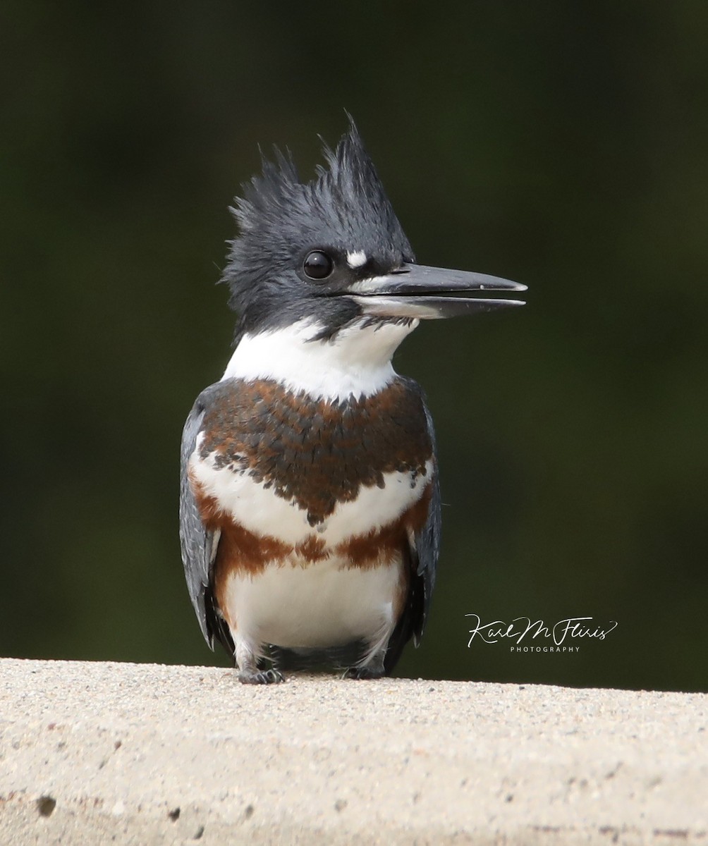 Belted Kingfisher - ML262836771