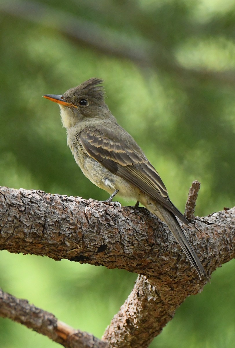 Greater Pewee - ML262836921