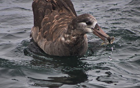 Black-footed Albatross