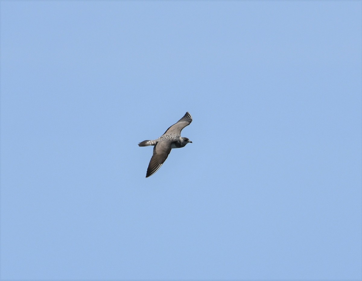 Long-tailed Jaeger - ML262837981