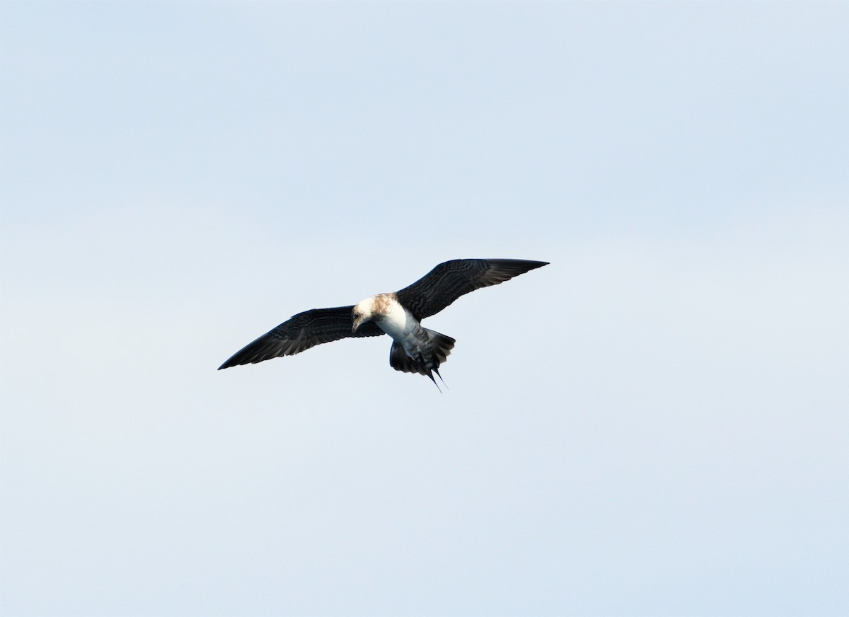 Long-tailed Jaeger - Michael Daley