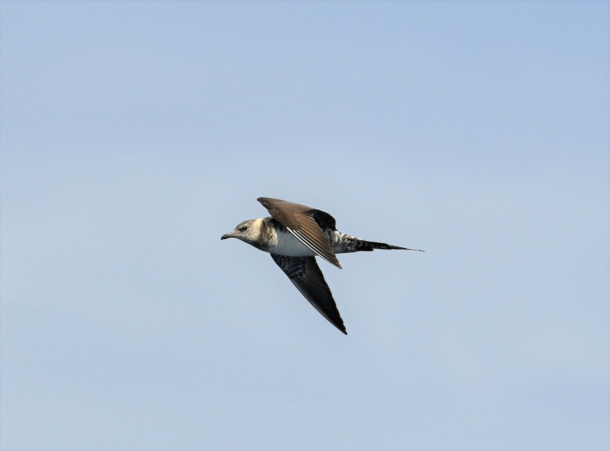 Long-tailed Jaeger - ML262838041