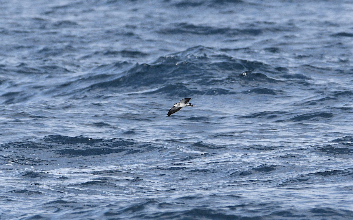 White-faced Storm-Petrel - ML262838801