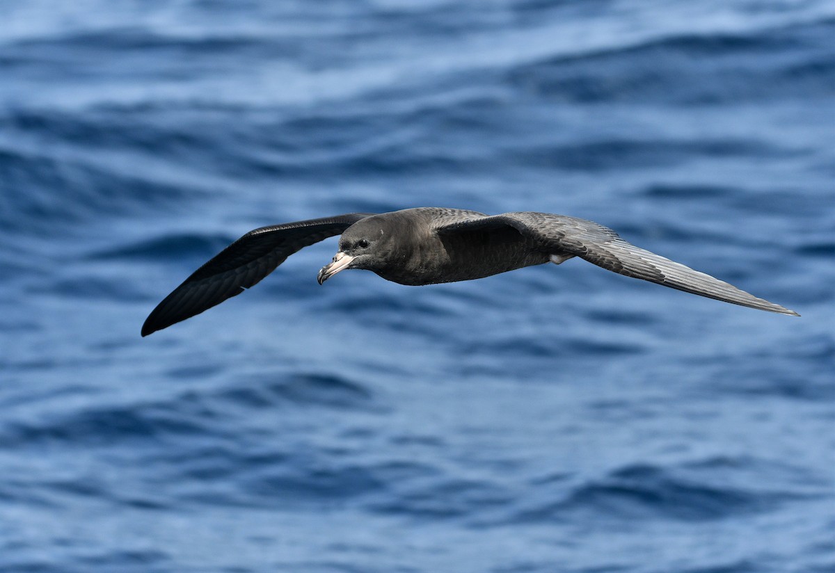 Flesh-footed Shearwater - ML262840851