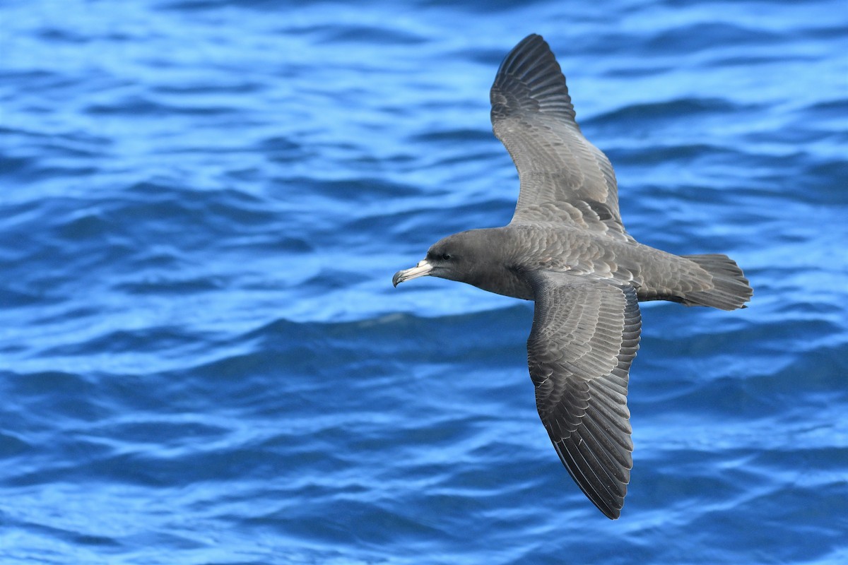 Flesh-footed Shearwater - ML262840951