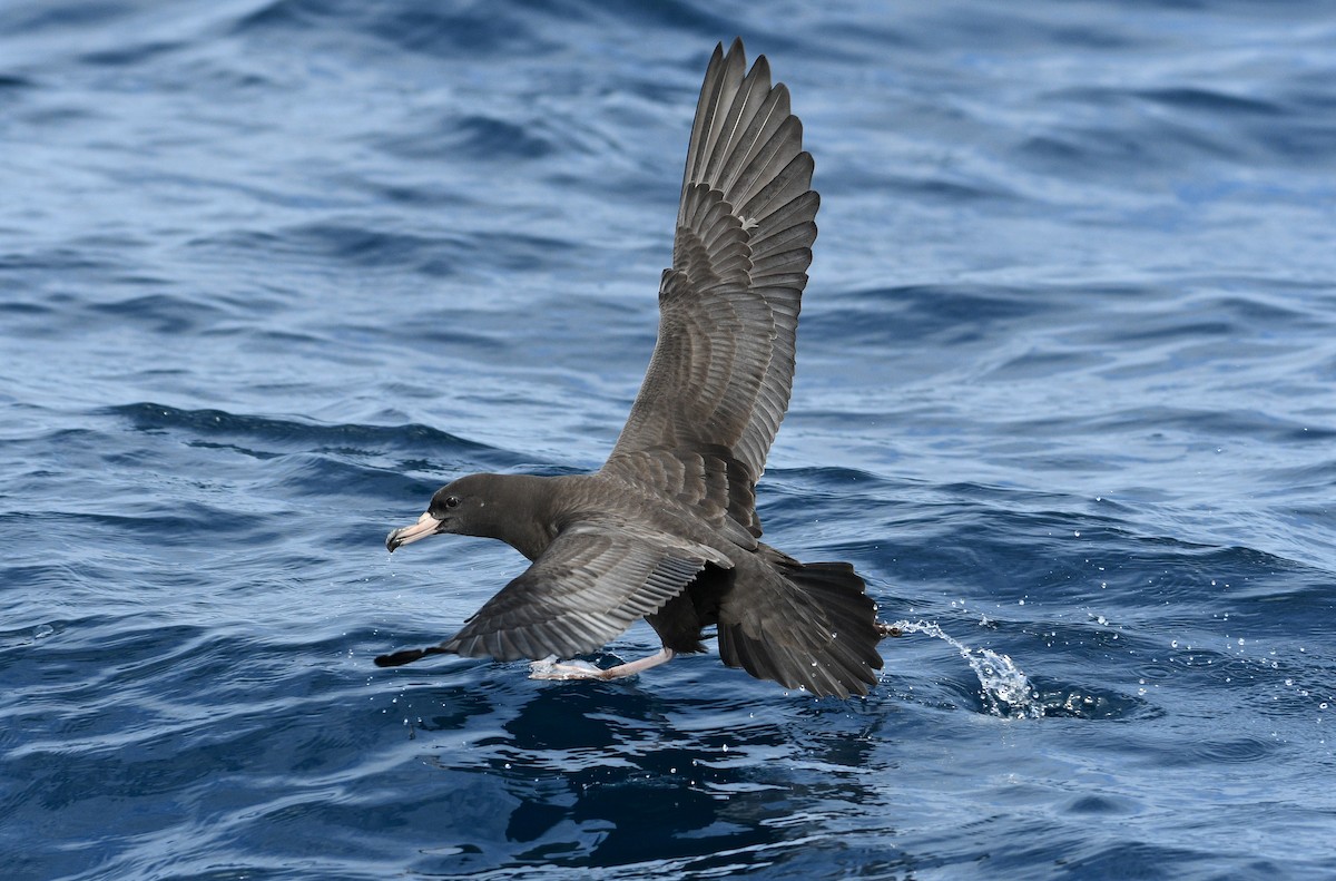 Flesh-footed Shearwater - ML262840961