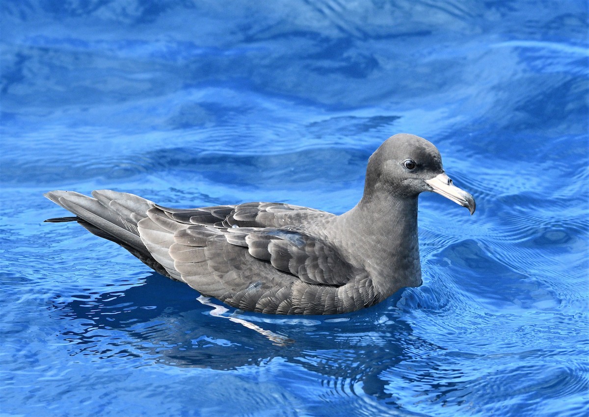 Flesh-footed Shearwater - ML262841001