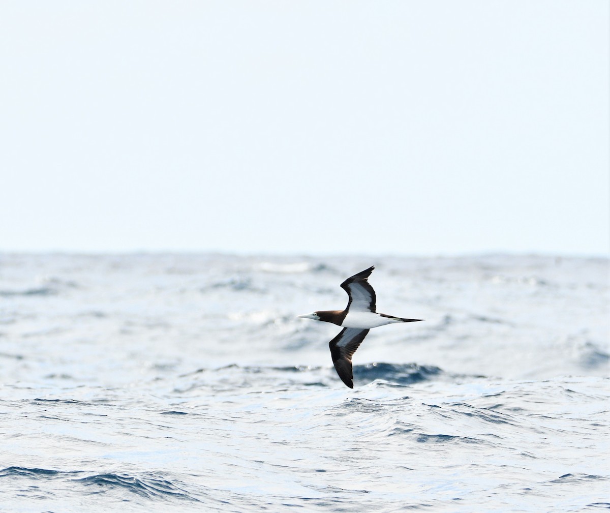 Brown Booby - ML262841161