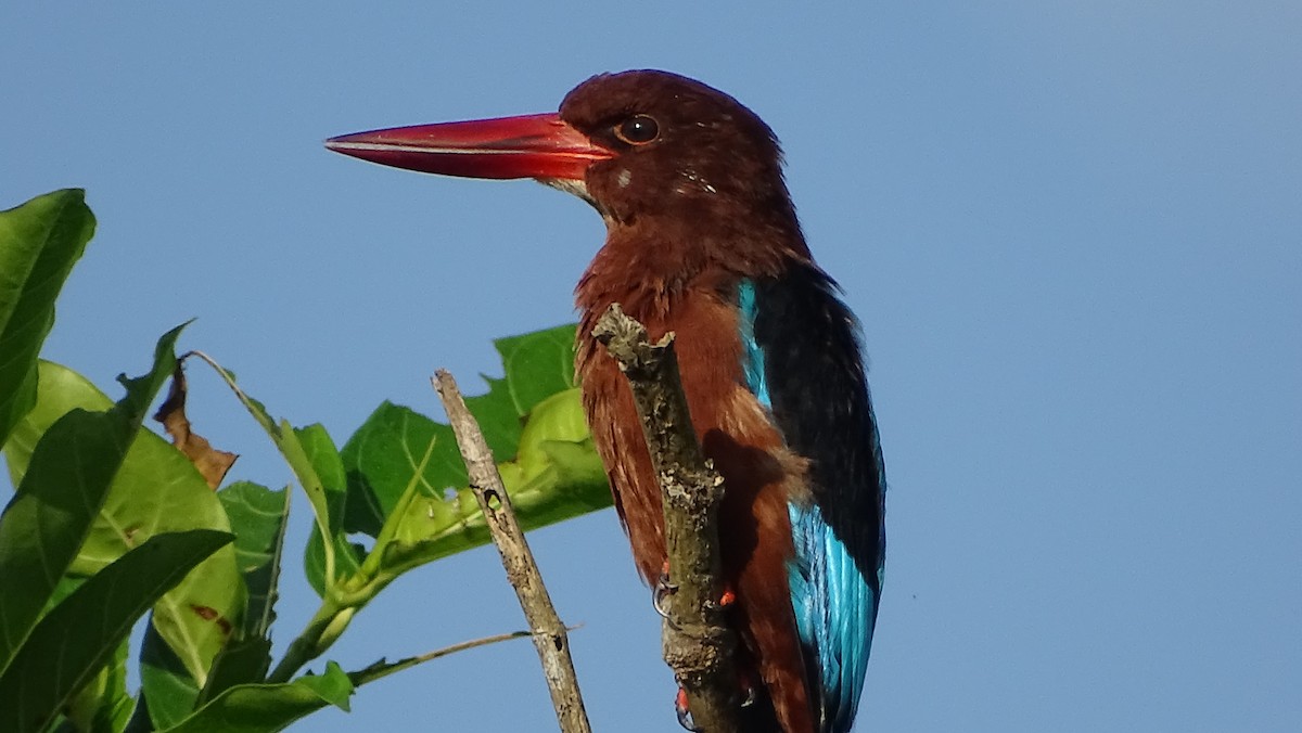Brown-breasted Kingfisher - ML262843161