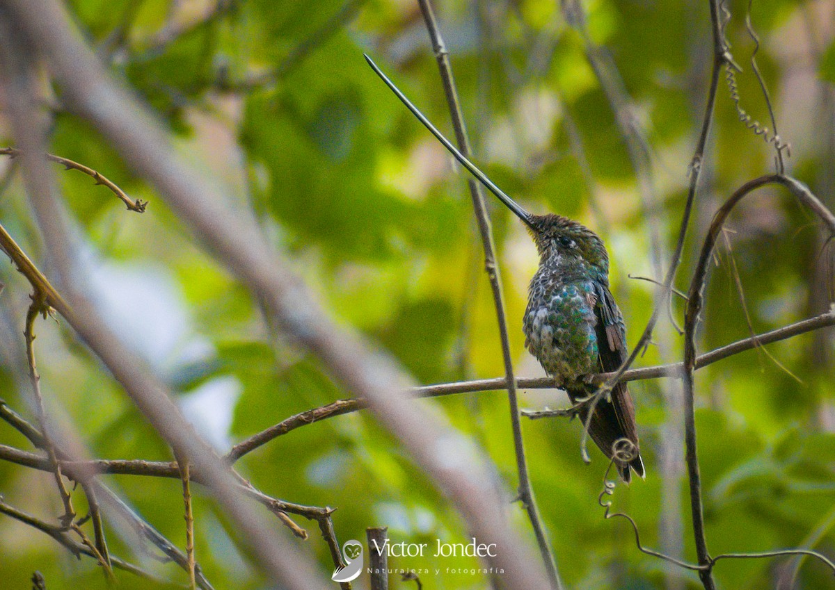 Sword-billed Hummingbird - Victor Jhanpiers Jondec Lingán