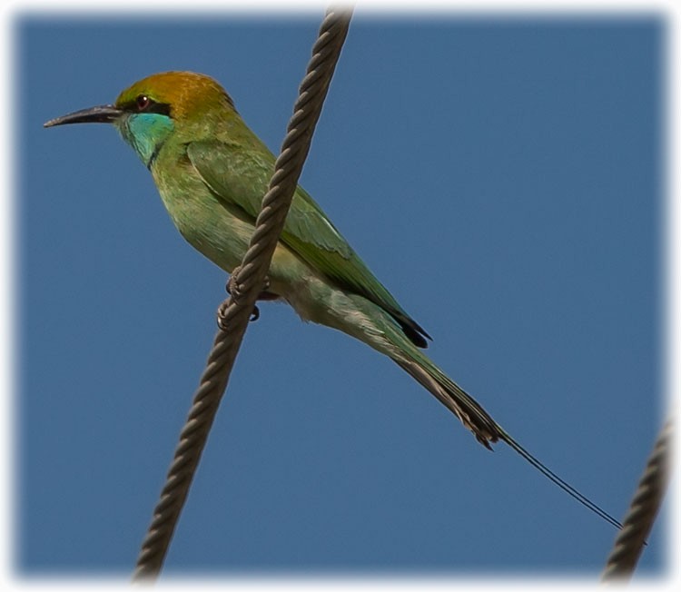 Asian Green Bee-eater - ML262847511