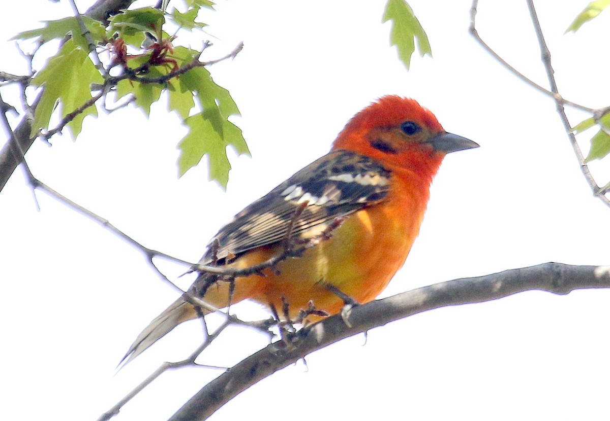 Flame-colored Tanager - ML26284861