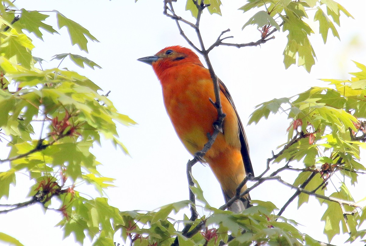 Flame-colored Tanager - ML26284881
