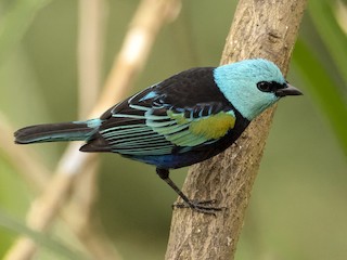  - Blue-necked Tanager