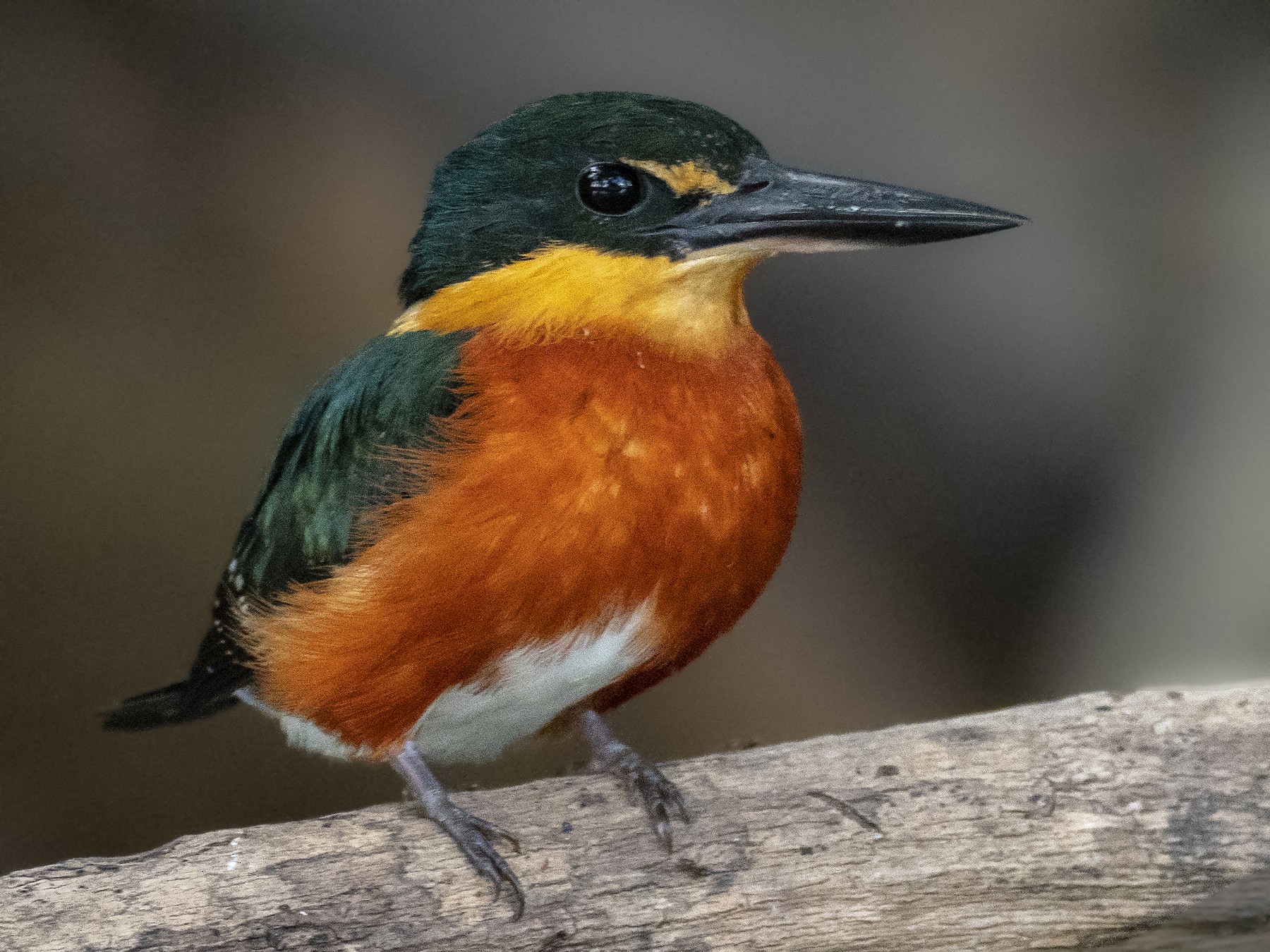 American Pygmy Kingfisher - Andres Vasquez Noboa - Tropical Birding Tours