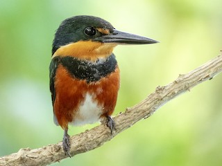  - American Pygmy Kingfisher