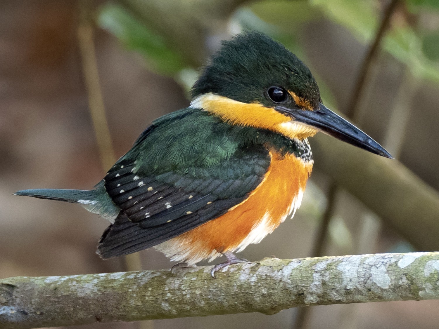 American Pygmy Kingfisher - Andres Vasquez Noboa