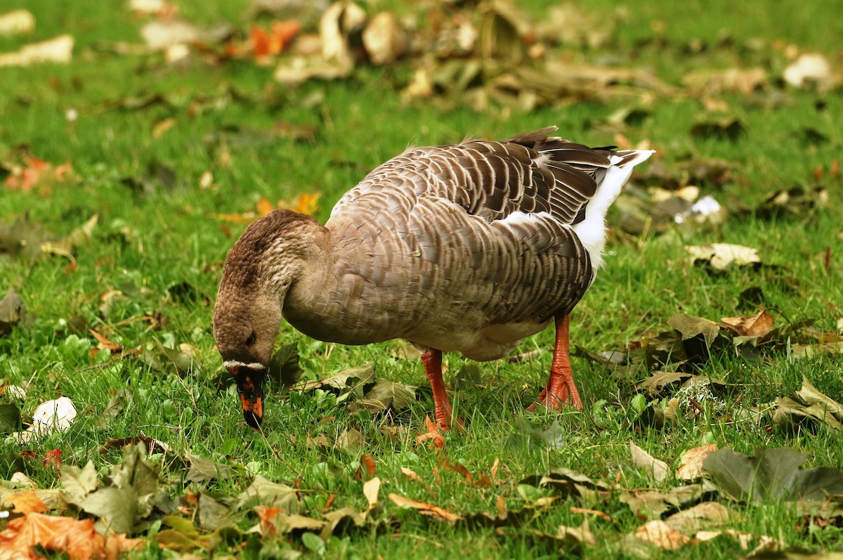 Domestic goose sp. (Domestic type) - ML262860081