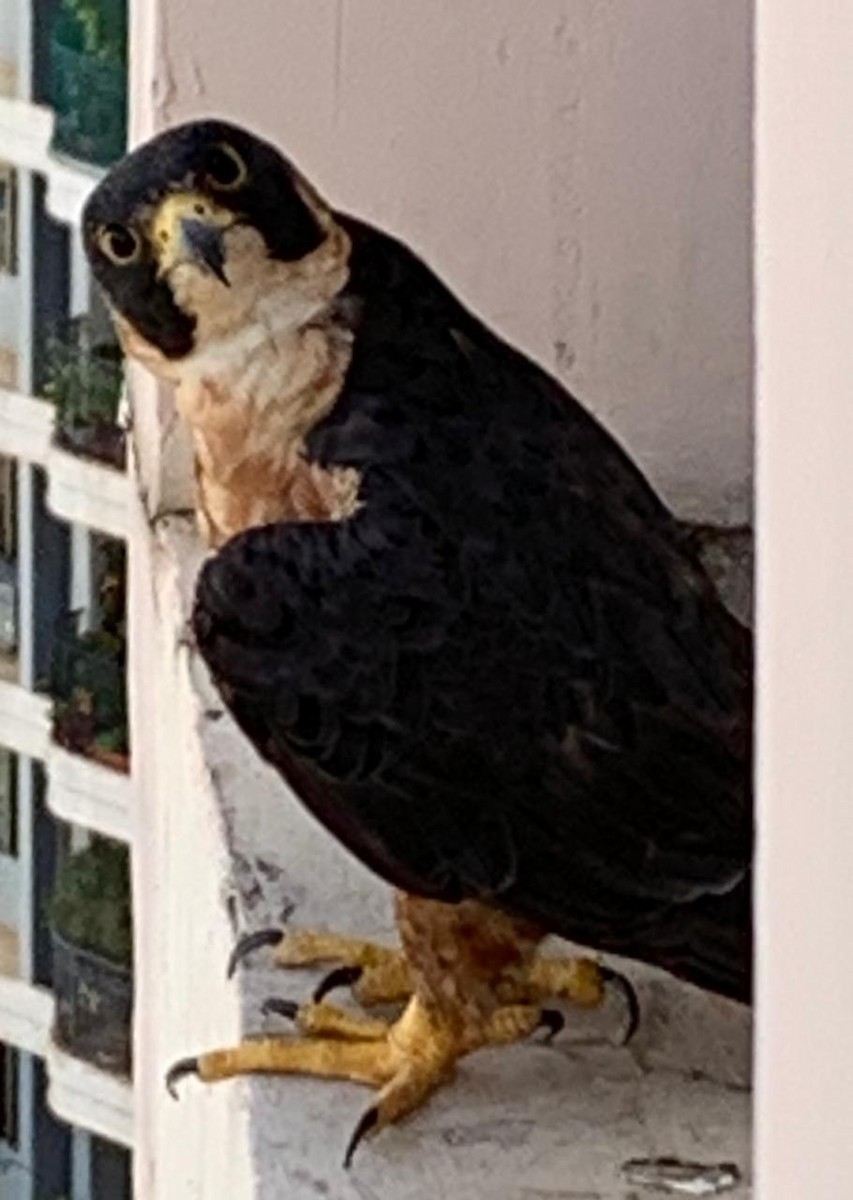 Peregrine Falcon (Shaheen) - ML262861961