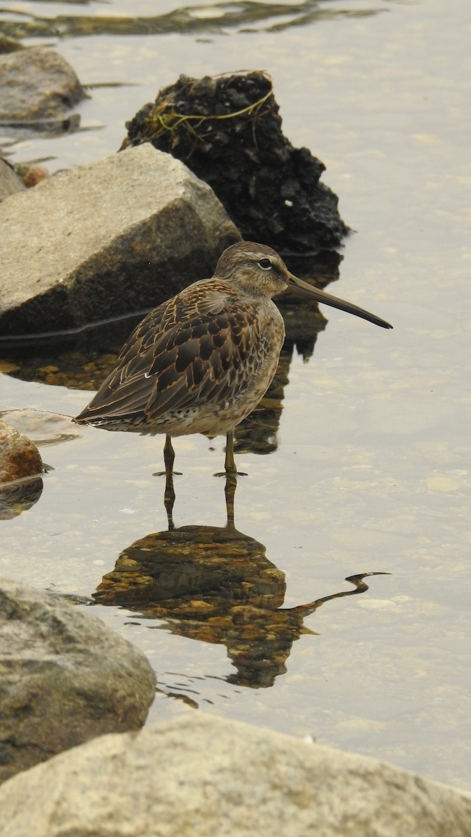 Long-billed Dowitcher - ML262862561
