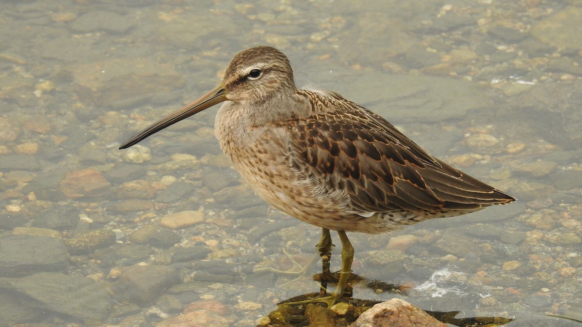 Long-billed Dowitcher - ML262862581