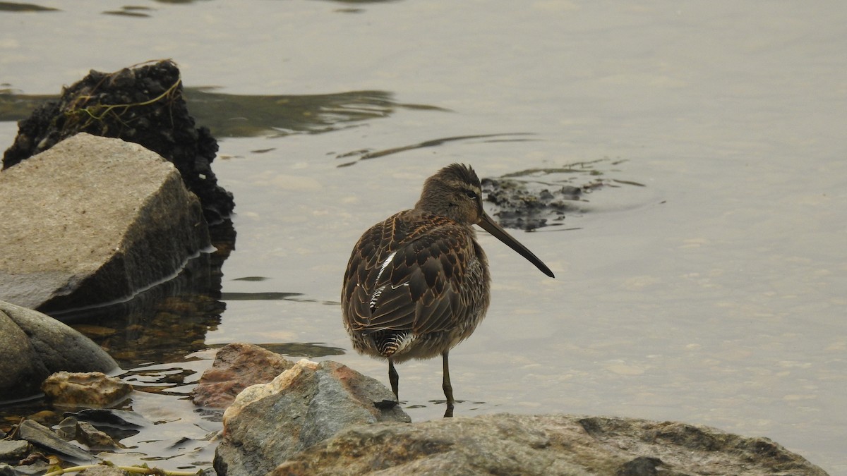 Long-billed Dowitcher - ML262862591