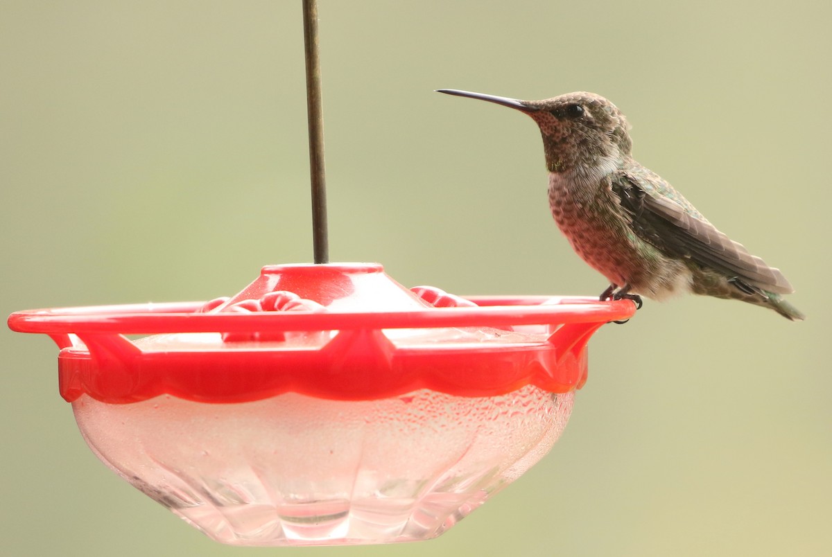Anna's Hummingbird - ML262863481