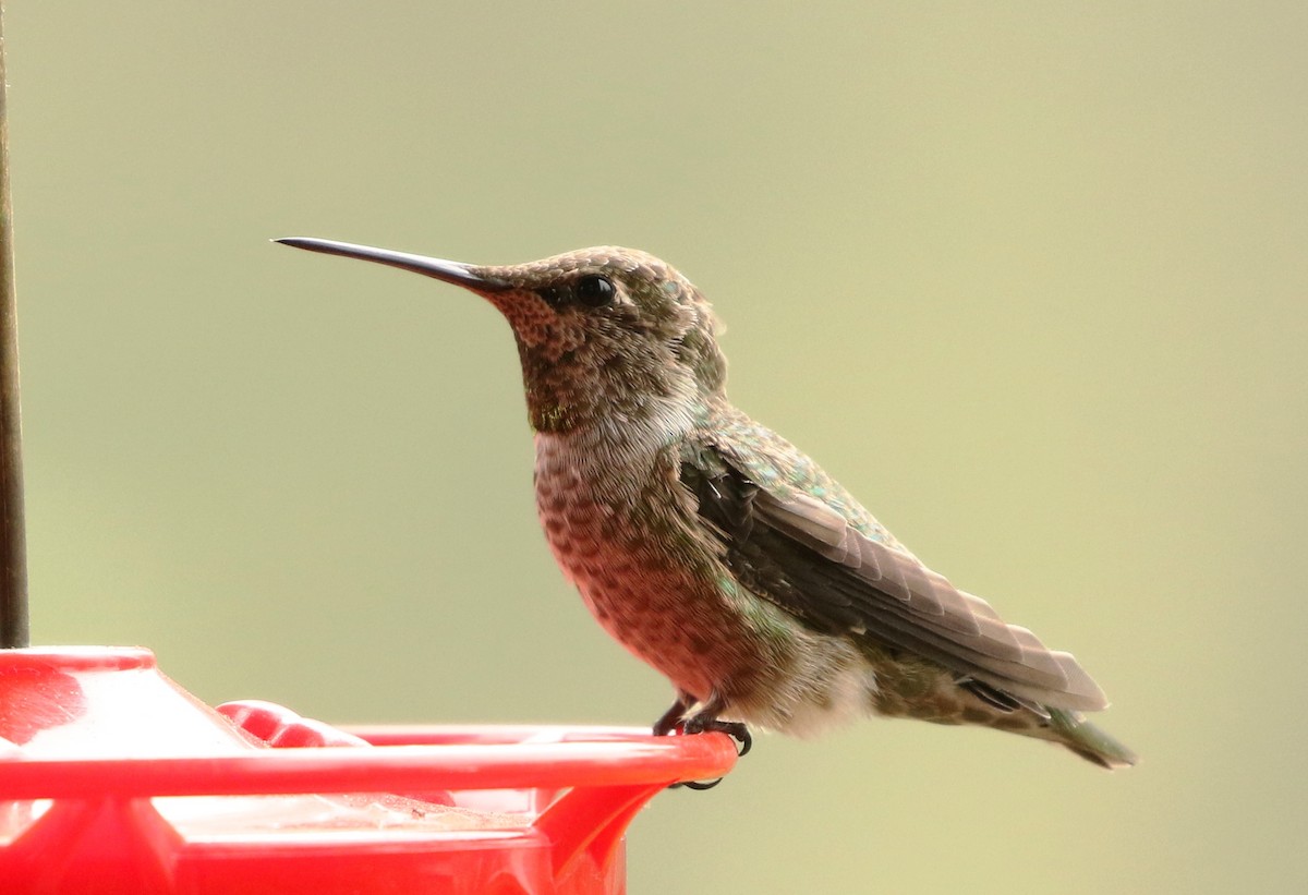 Anna's Hummingbird - ML262863591