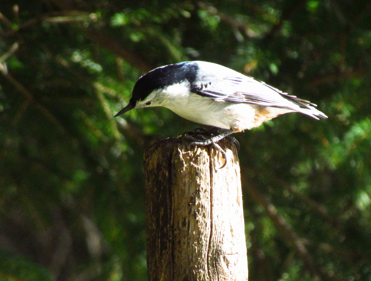 White-breasted Nuthatch - ML262864211