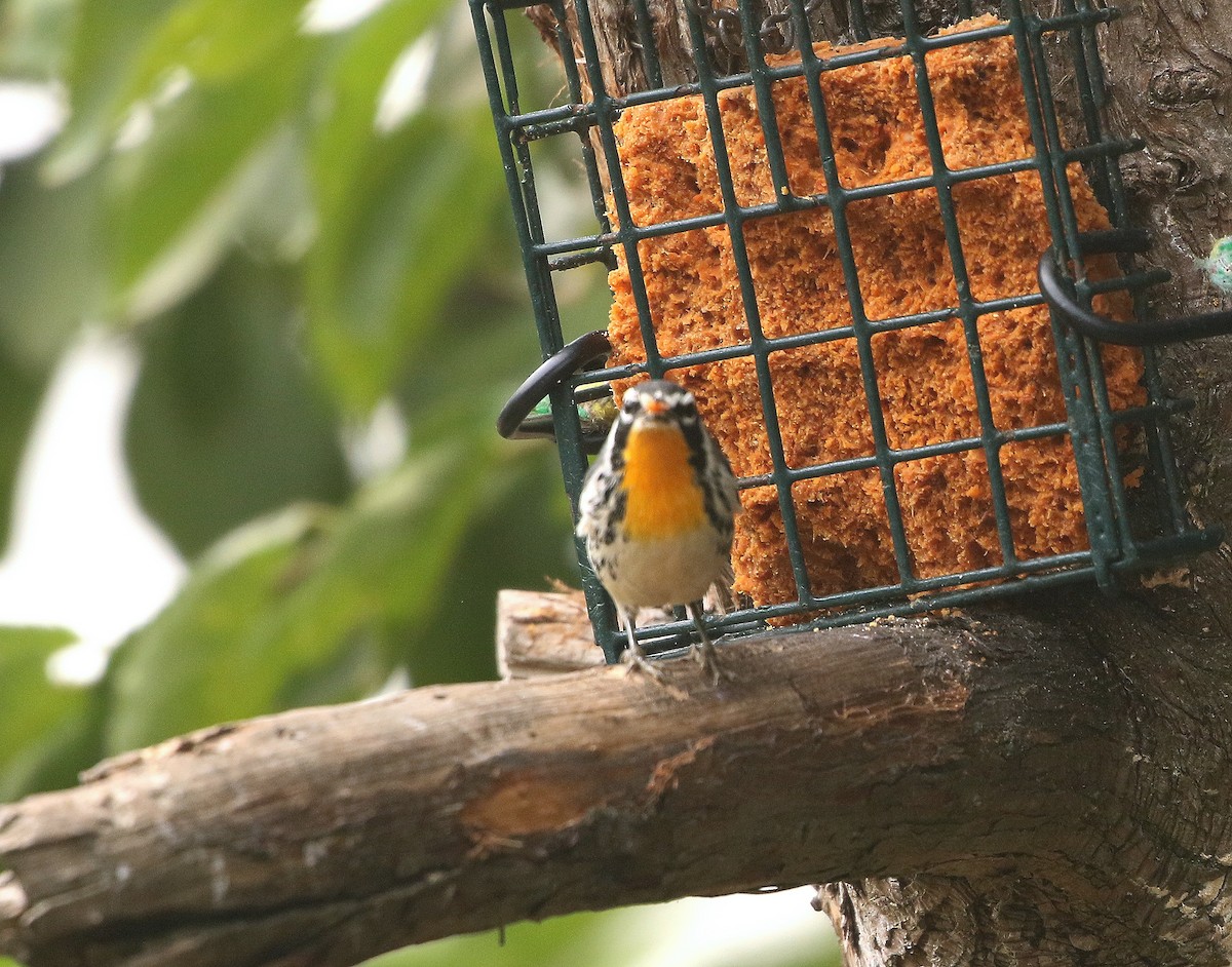 Yellow-throated Warbler - ML262864851