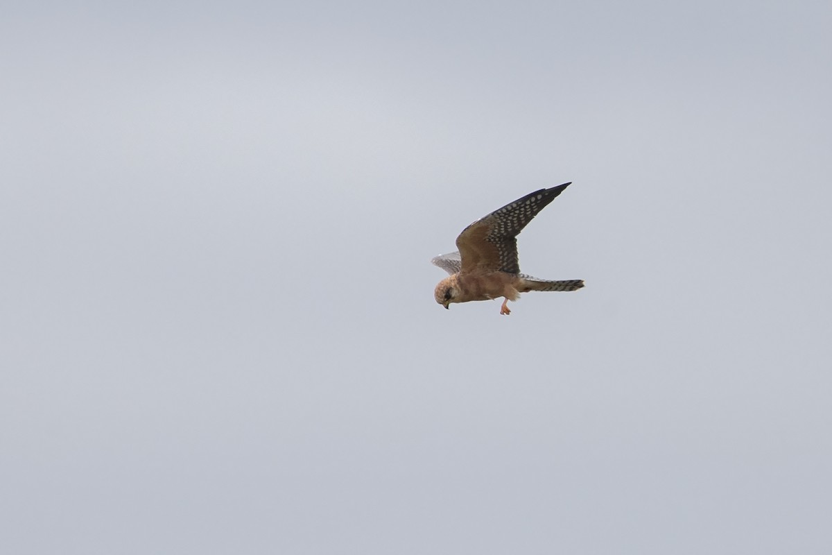 Red-footed Falcon - Niall D Perrins