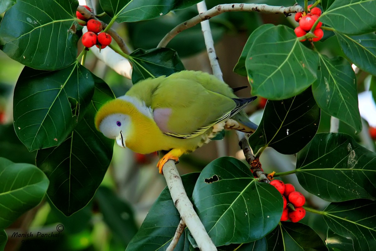 Yellow-footed Green-Pigeon - ML262870701