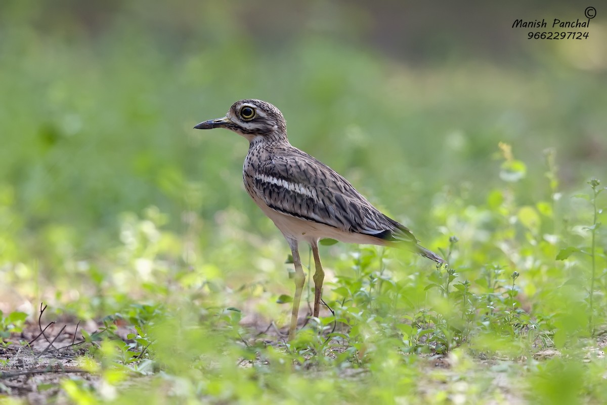 Indian Thick-knee - ML262870711