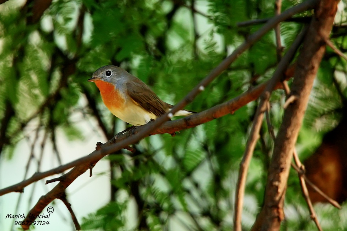 Red-breasted Flycatcher - ML262870731