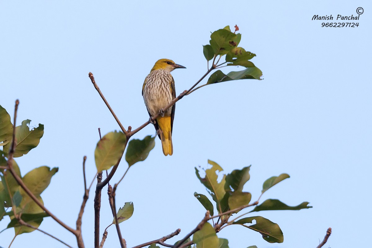 Indian Golden Oriole - ML262870951