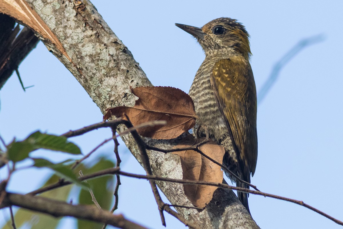 Yellow-eared Woodpecker - ML262873461
