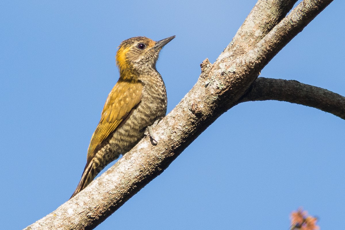 Yellow-eared Woodpecker - Sergio Porto