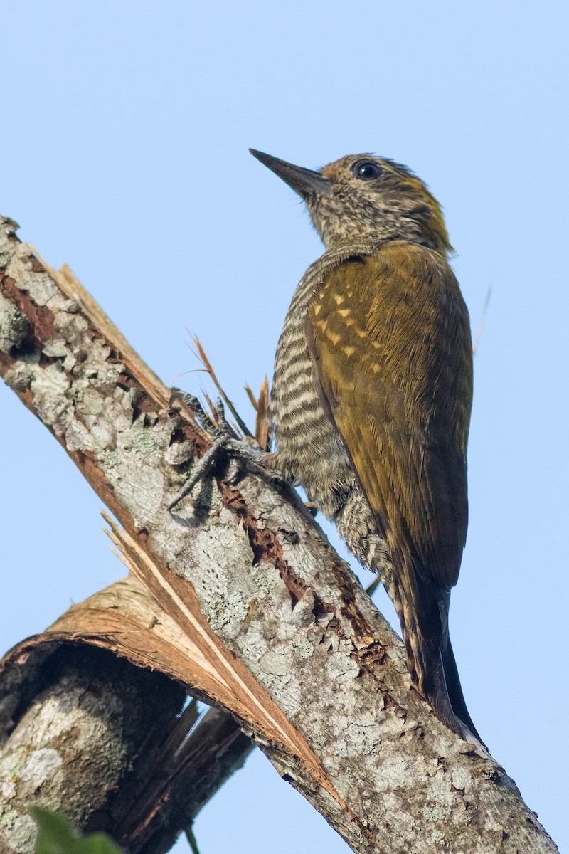 Yellow-eared Woodpecker - ML262874171