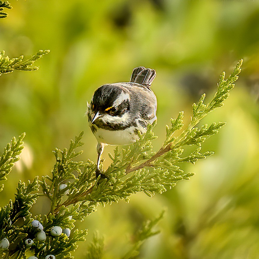 Black-throated Gray Warbler - Gillian Overholser
