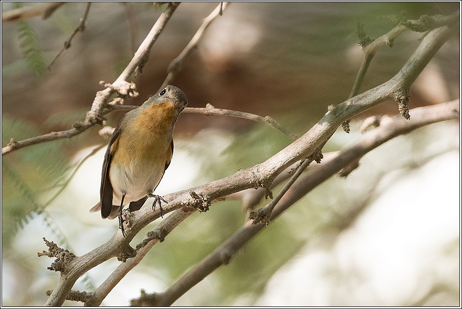 Red-breasted Flycatcher - ‪shimon shiff‬‏