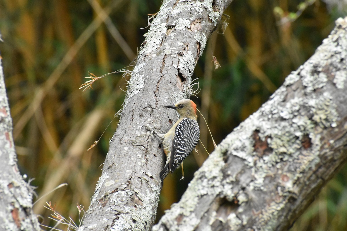 Red-crowned Woodpecker - ML262883061