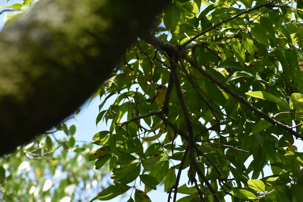 Golden-crowned Warbler - ML262883071