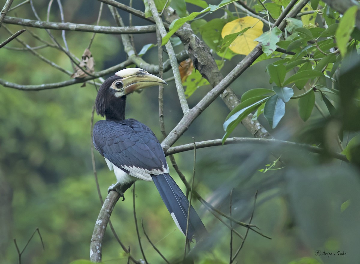Oriental Pied-Hornbill - Avijan Saha