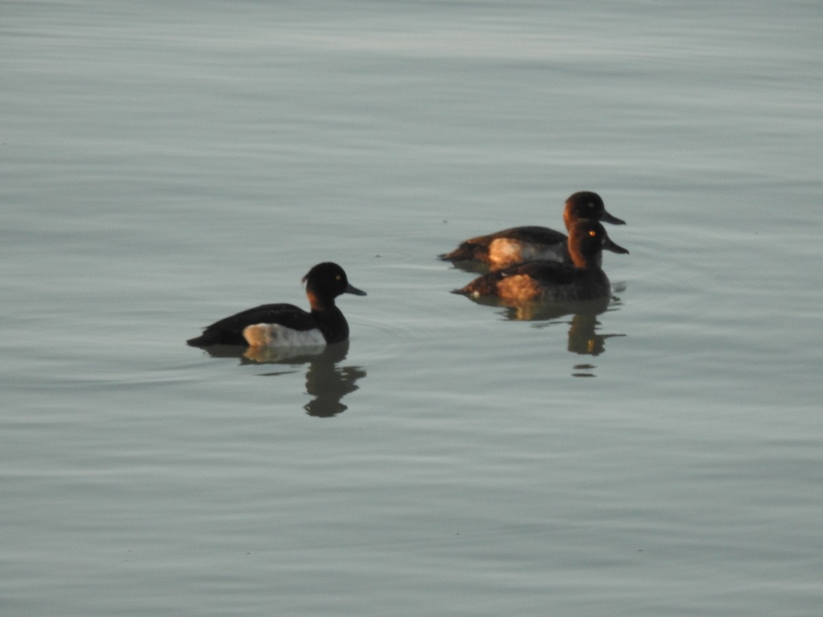 Tufted Duck - ML262886831