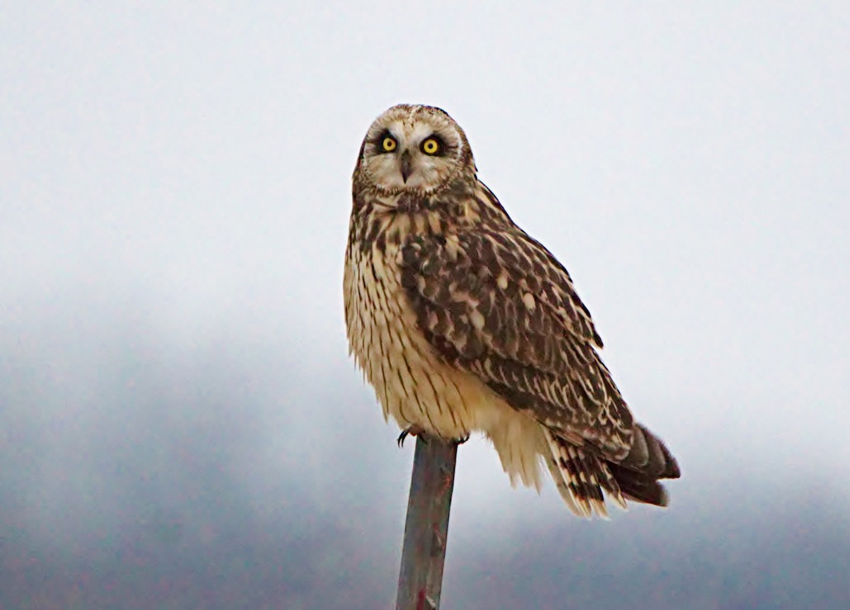 Short-eared Owl - Tamalyn Block Wortham