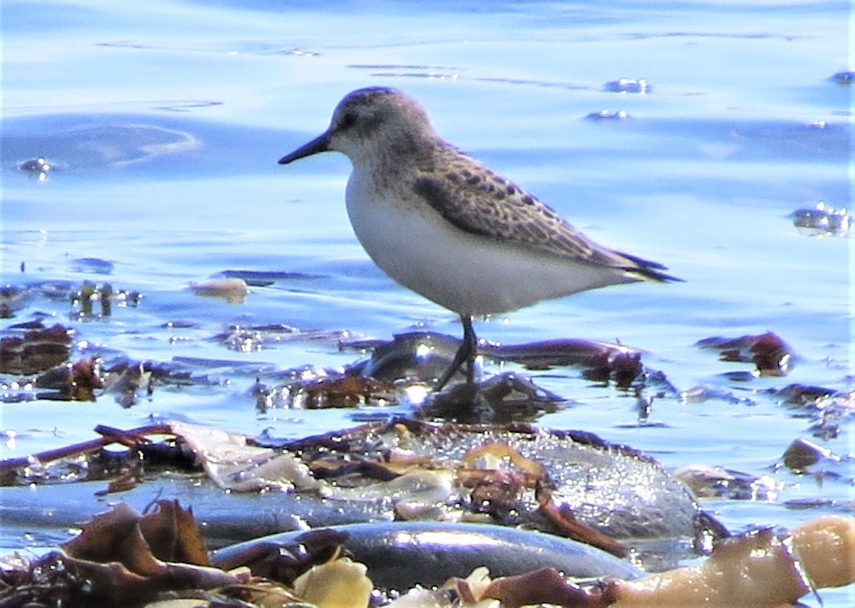 Semipalmated Sandpiper - James Hirtle