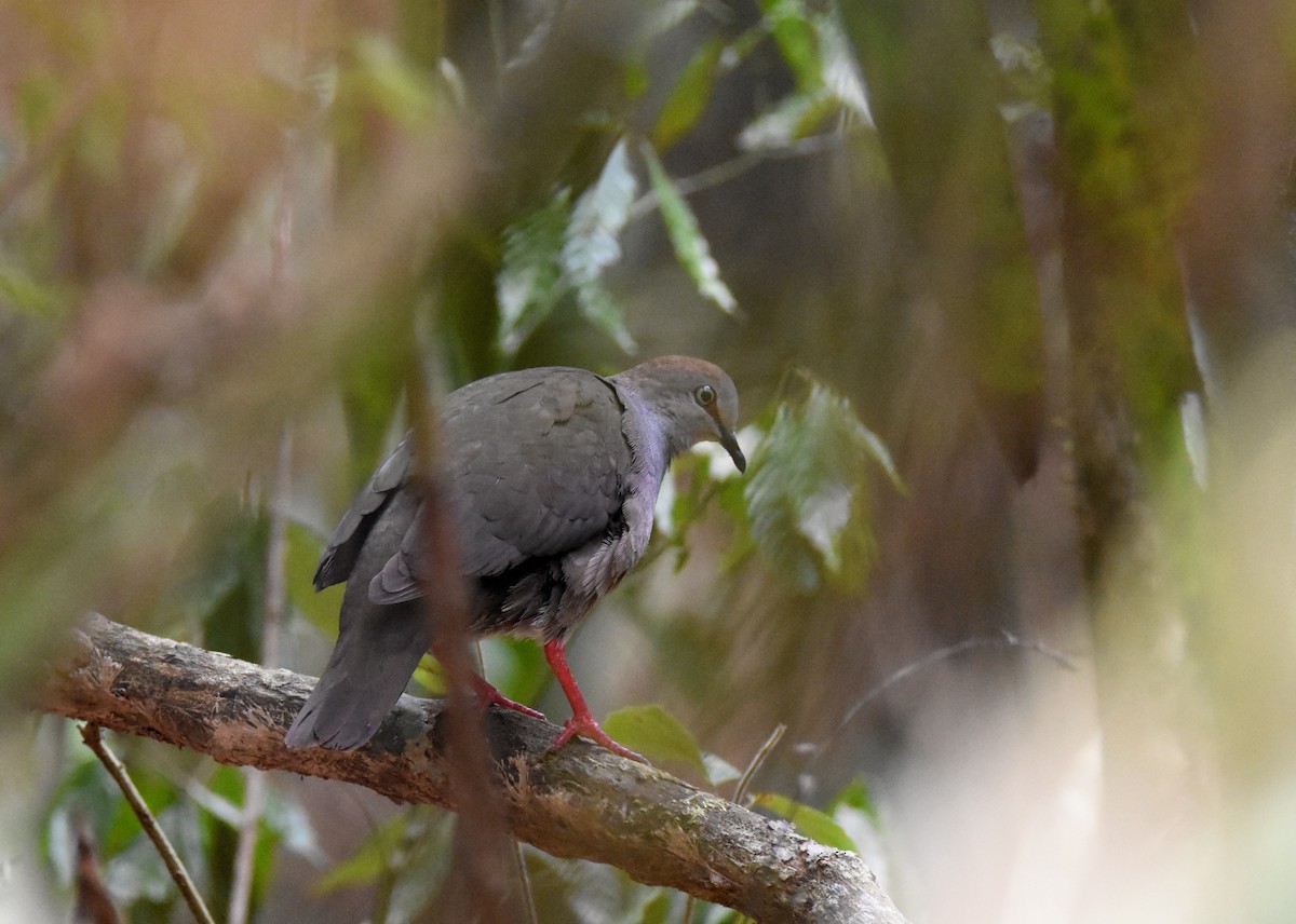Gray-chested Dove - ML26289661